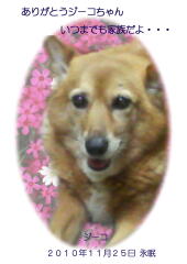 ジーコちゃんのメモリアル写真　ペット葬儀日：２０１０年１１月２５日　千葉県よりご依頼